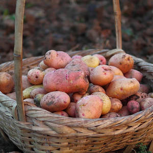 新鲜云南红皮5斤农家自种黄心土豆