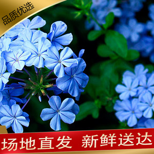 蓝雪花盆栽大苗耐晒阳台花园鲜花