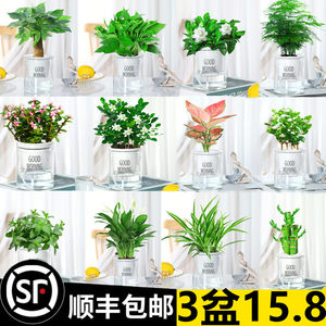 水培植物发财树多肉绿植物栀子花