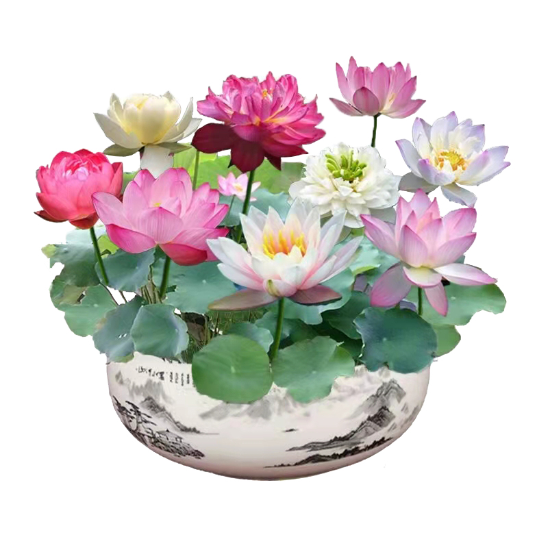 【券后价:5.9元】 【稳定签到】碗莲30粒+盆+营养液+水晶珠