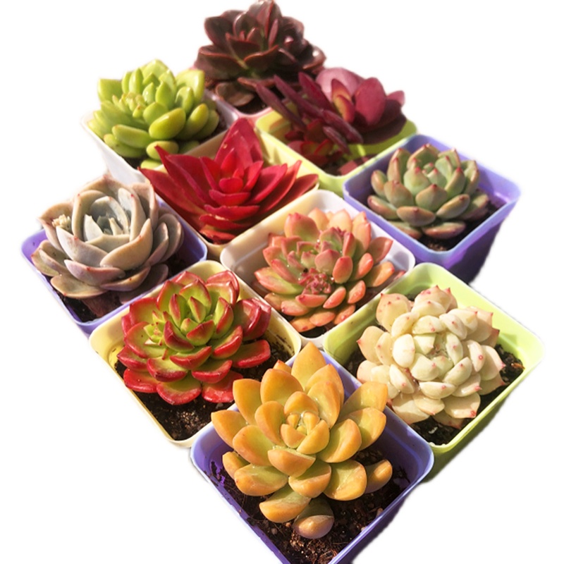 【券后价:9.9元】 【独立花盆】含土植物多肉10盆