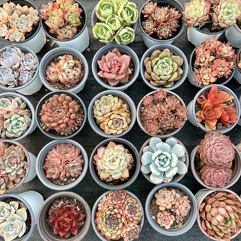 【券后价:3元】 【天降到手1元】多肉植物一颗