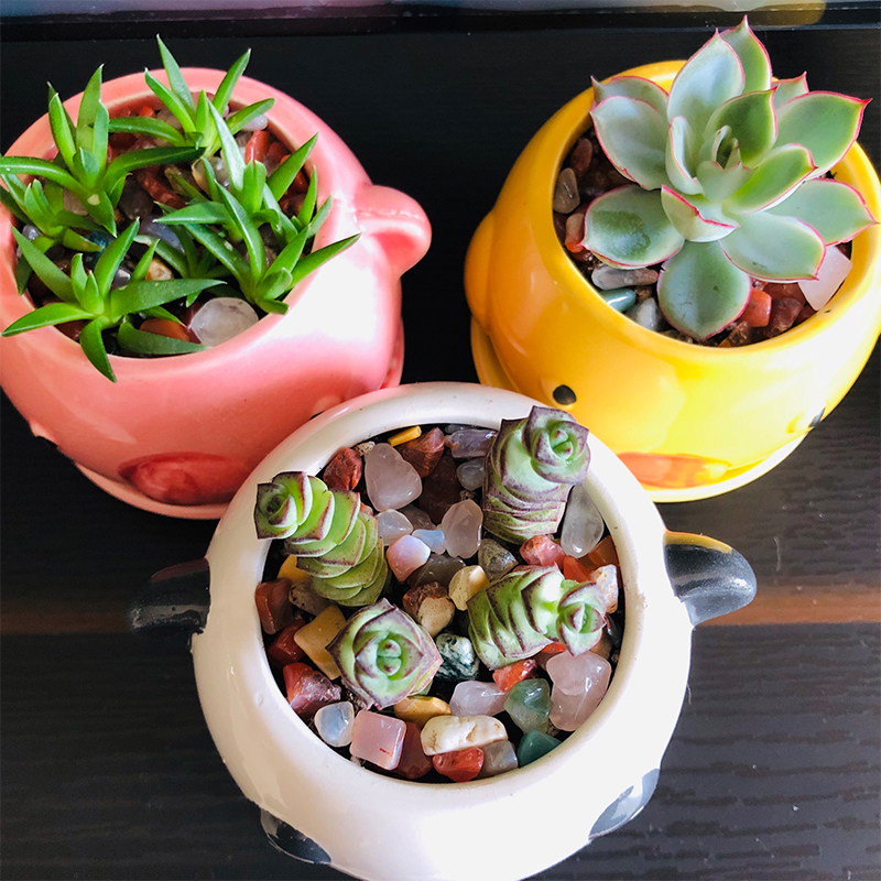 【券后价:2.5元】 【签到】天然雨花石500g
