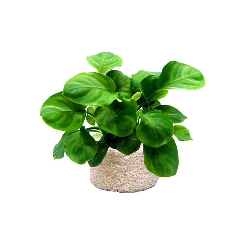 【券后价:4.9元】 鱼缸水草植物真草造景新手装饰套餐