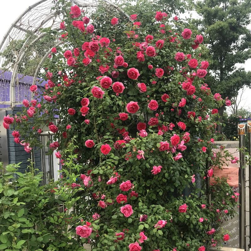 【券后价:4.2元】 【稳定签到】果汁阳台四季花卉盆栽 - 九语旗舰店