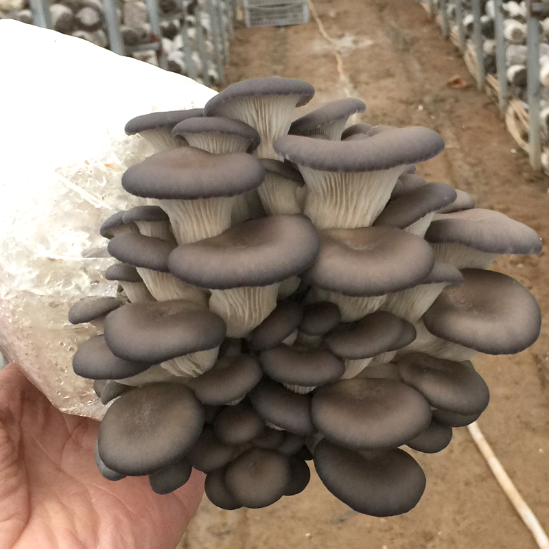 【券后价:2.89元】 【天天特卖】蘑菇种植平菇菌包