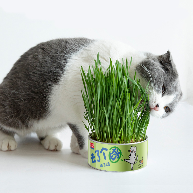 【券后价:5.1元】 【首单】懒人猫草水培无土壤猫咪零食 - 曼力博士旗舰店