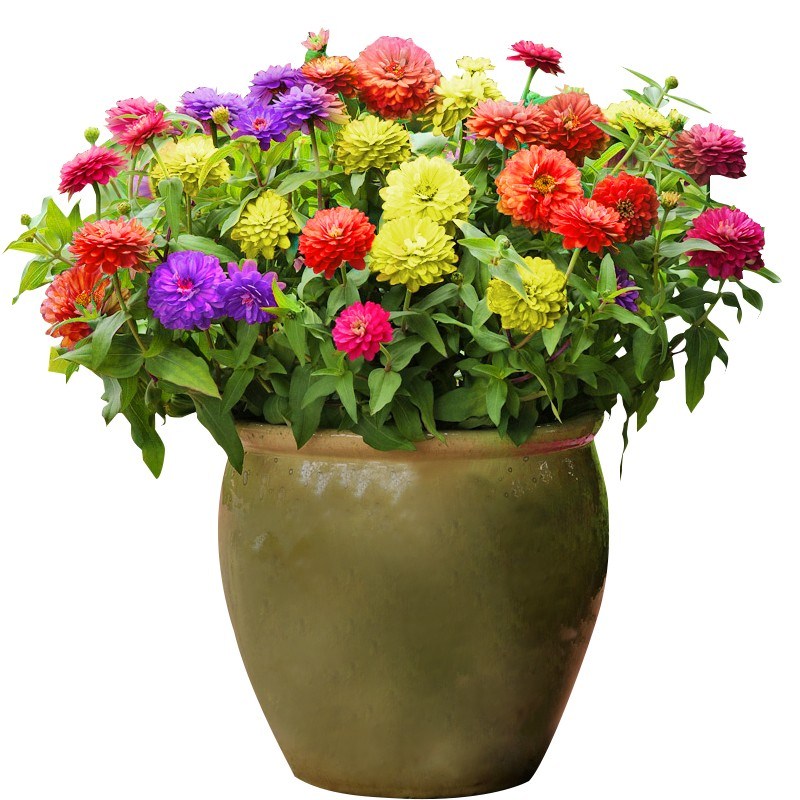 【券后价:2.8元】 【签到+金币】百日草花种1000粒送2肥料 - 念菓多旗舰店