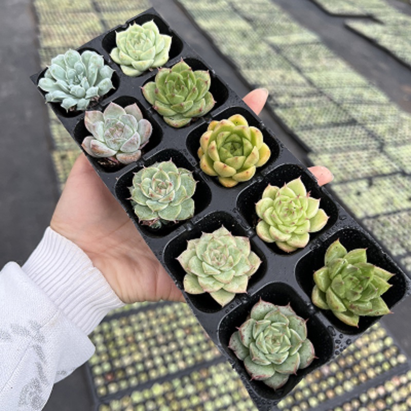 【券后价:1元】 天降1元！植物组合盆栽2颗 - 多肉园长