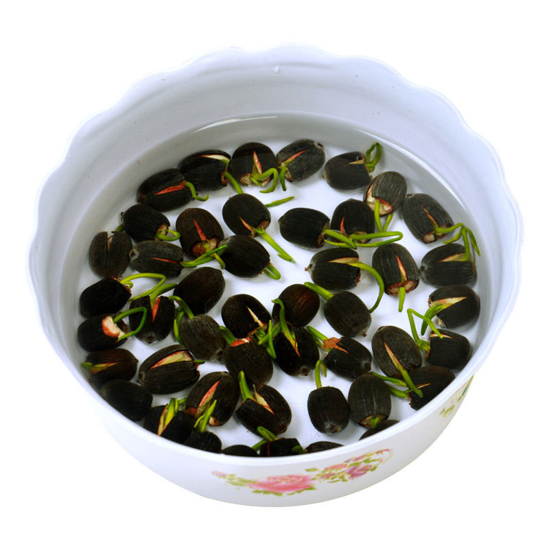 【券后价:1.2元】 【福利】水培荷花盆栽种子随机10粒