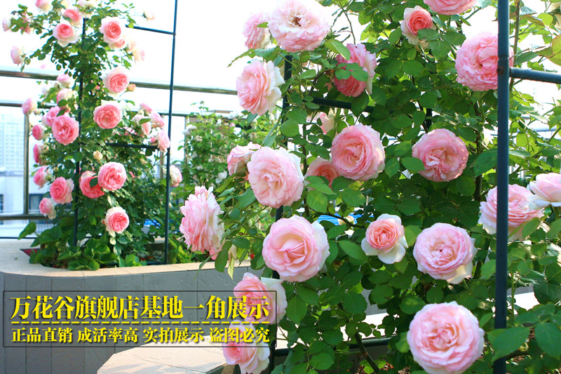 【券后价:3.8元】 蔷薇花苗藤本月季大花浓香庭院爬藤植物 - 万花谷花卉旗舰店