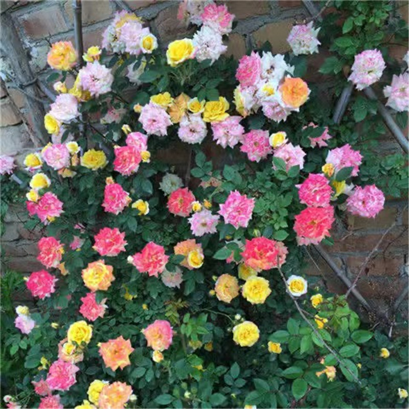 【券后价:1.8元】 【福利签到】蔷薇月季花苗一颗+肥料