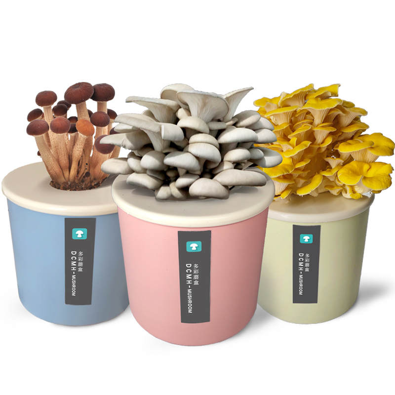 【券后价:5.5元】 【稳定签到】蘑菇种植菌包菌种平菇盒装