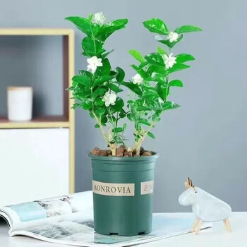 【京东】【带花苞】茉莉花盆栽