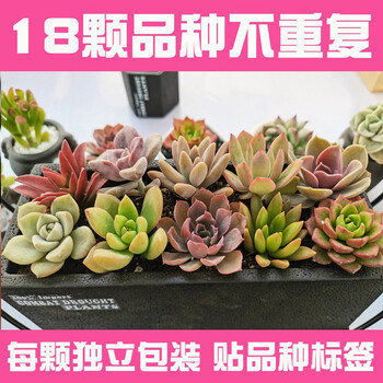 【京东】18颗随机不重复多肉