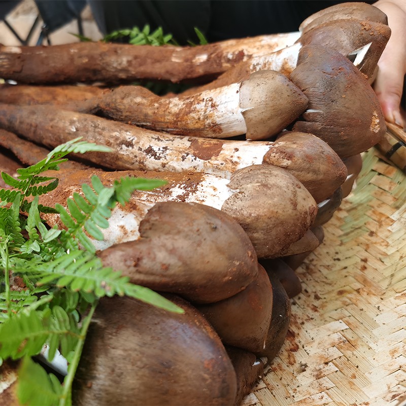 玉翔 野生新鲜鸡枞菌500g盒装火锅煲汤菌菇
 
下单2件单件96.2元