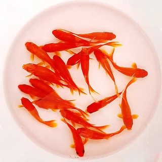 易萌 草金鱼 3-5cm10条+鱼粮+渔捞