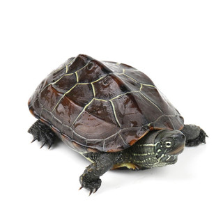 易萌 草龟3-4cm2只 草龟活物外塘饲养金线龟宠物观赏半水龟乌龟活体小龟苗