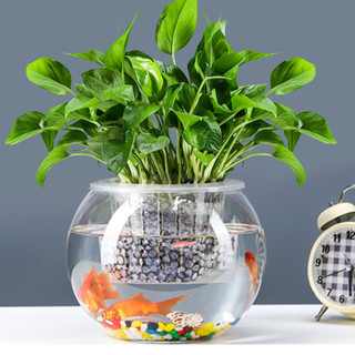 易萌 桌面鱼缸 小型 圆形 水培容器 玻璃花盆绿萝花盆15cm(预约，1000件)