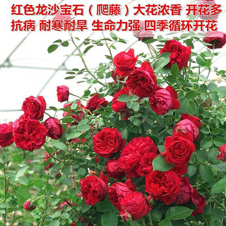 欧悟 当年开花四季月季花苗 阳台花卉 红色龙沙宝石 2颗小苗20cm左右高度