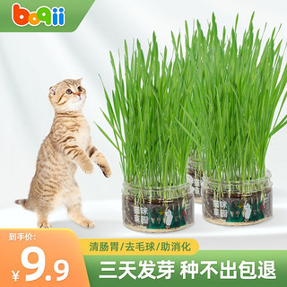 多可特D-cat 猫草猫薄荷猫零食 猫草粒种子套餐小麦颗粒 可制作猫草棒 猫咪冻干 猫草套装
