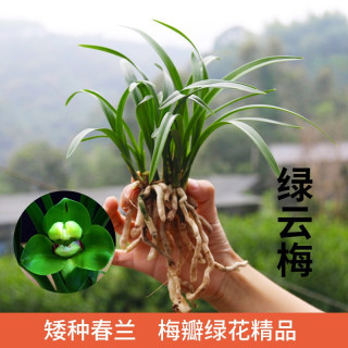 劉閣蘭花 金边兰花 绿云梅2苗